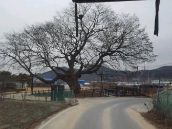 대전에서 제일 오래된 나무 (괴곡동 느티나무)